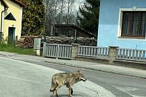 Vlka ve městě Pürbach před pár dny zachytil Rakušan Rene Koppensteiner a umístil foto na sociální sítě.