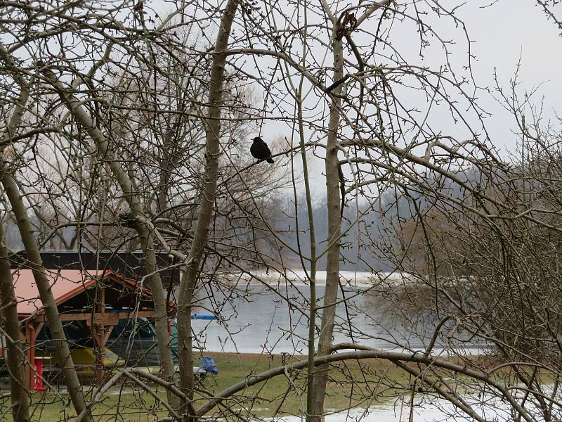 Na fotoaparát jsem zachytili asi nejčastější ptačí druhy, jako jsou volavky popelavé, kachny obecné, racek chechtavý a další.