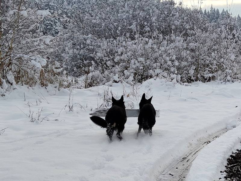 Sněhovou nadílku si užívají nejenom děti, ale i psi. Toulky okolo Jindřichova Hradce se čtyřnohými kamarády.