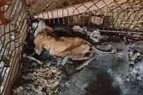 Pohled na jednoho ze psů, který úplně vyhublý umíral v kotci ve vlastních výkalech. Chovatelka z Dačicka byla obviněná z týrání psů. 