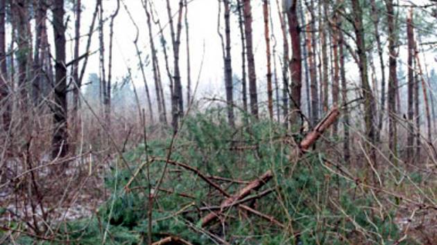 V lesích teď není bezpečno. V důsledku námrazy hodně stromů popadalo a další jsou narušené. Pohled na situaci v Horním Poli u Studené. 