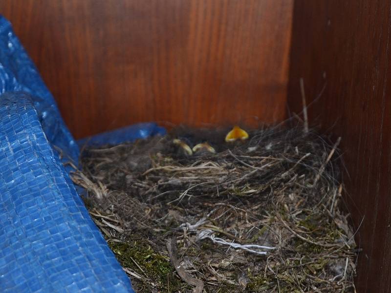 Boudu na nářadí na jindřichohradeckém kynologickém cvičišti obydleli malí opeřenci.