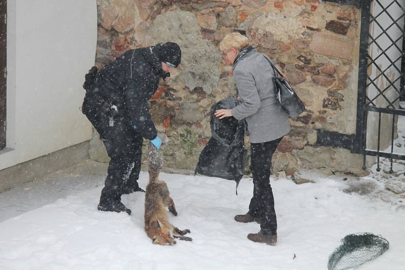 Odchyt lišky, která se kolem patnáctého poledníku toulala od úterního rána, nebyl pro zasahující policisty nikterak snadný.