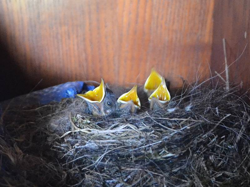 Boudu na nářadí na jindřichohradeckém kynologickém cvičišti obydleli malí opeřenci.