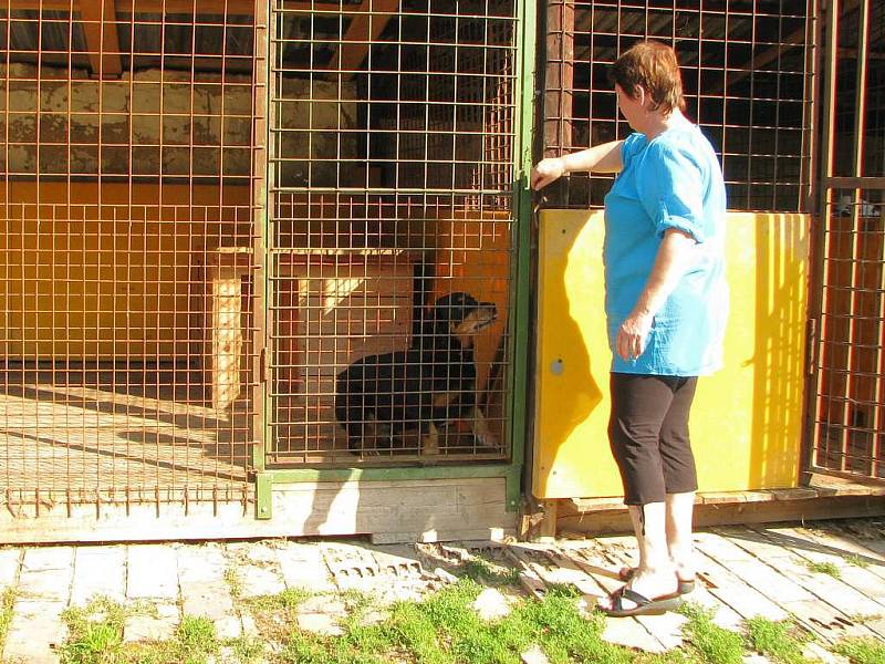O psy v jindřichohradeckém záchytném útulku se Libuše Rošteková (na snímku) stará každý den již tři roky.  Nemívá s nimi větší problémy, ale uhlídat jich třeba dvanáct je náročné.