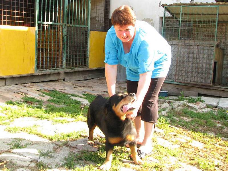 O psy v jindřichohradeckém záchytném útulku se Libuše Rošteková (na snímku) stará každý den již tři roky.  Nemívá s nimi větší problémy, ale uhlídat jich třeba dvanáct je náročné.