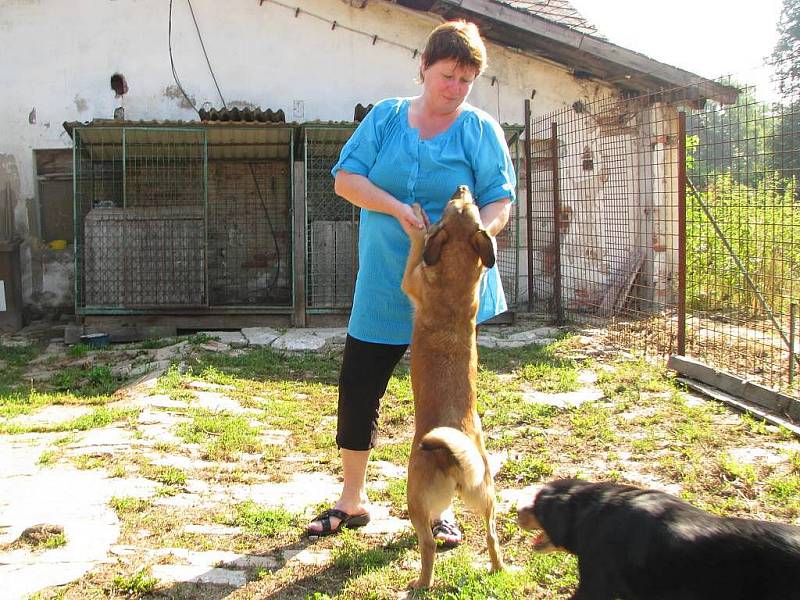 O psy v jindřichohradeckém záchytném útulku se Libuše Rošteková (na snímku) stará každý den již tři roky.  Nemívá s nimi větší problémy, ale uhlídat jich třeba dvanáct je náročné.