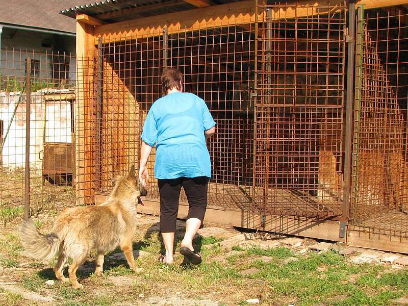 O psy v jindřichohradeckém záchytném útulku se Libuše Rošteková (na snímku) stará každý den již tři roky.  Nemívá s nimi větší problémy, ale uhlídat jich třeba dvanáct je náročné.