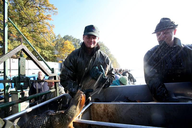 Rybáři sklízí úrodu kaprů rybníka Rožmberk.