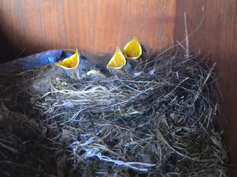 Boudu na nářadí na jindřichohradeckém kynologickém cvičišti obydleli malí opeřenci.