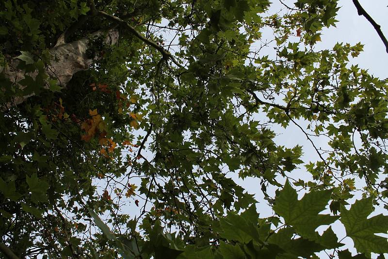 Léto je pryč. Na stromech se již objevuje barevné listí a dopoledne jsou vidět v parcích pavučiny. Příchod babího léta zažijete i například v třeboňském zámeckém parku.