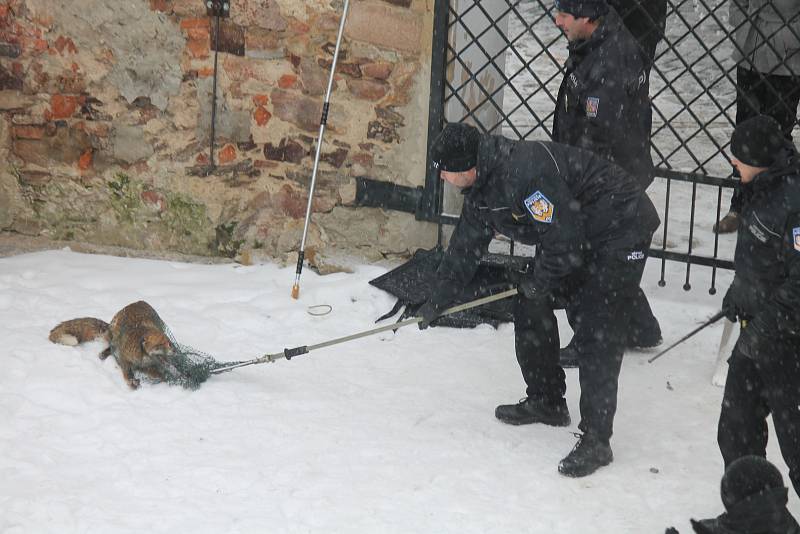 Odchyt lišky, která se kolem patnáctého poledníku toulala od úterního rána, nebyl pro zasahující policisty nikterak snadný.