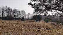 Slunečné dny "postrčily" směrem k jaru přírodu i v chráněném území přírodní památky Matenský rybník u Jindřichova Hradce.