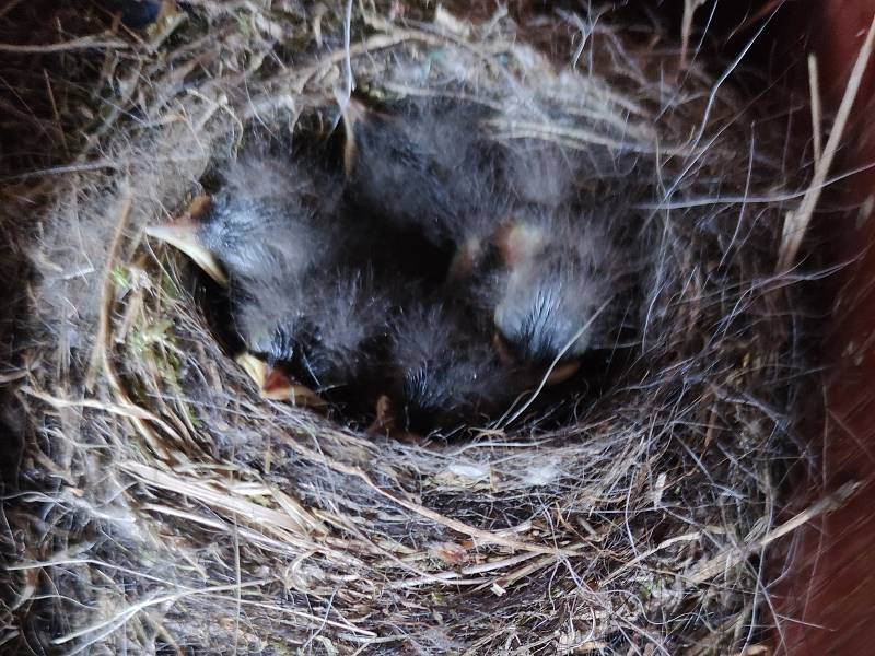 Boudu na nářadí na jindřichohradeckém kynologickém cvičišti obydleli malí opeřenci.