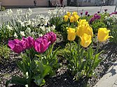 Třeboň v těchto dnech zdobí stovky barevných tulipánů, narcisy i rozkvetlé sakury.