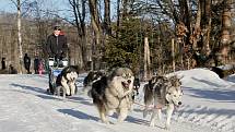 Po sedmi letech se dočkali  mašéři a jejich psi sněhu. Závod s patnáctiletou tradicí měl smůlu na počasí. Letos se karta obrátila.
