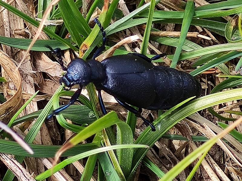 Majka obecná (Meloe proscarabaeus) na louce za Novou Vsí u Lásenice na Jindřichohradecku.