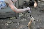  Nosál červený patří k oblíbeným zvířatům v rodinném Zooparku Na Hrádečku v Horní Pěně. Nad jeho dalším chovem visí nyní otazník. Na snímku je čtyřměsíční mládě s Romanou Albrecht Liškovou.