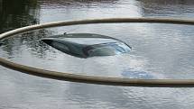 V Budíškovicích na Dačicku  7. 10. 2020 nacouvalo auto do rybníka. Řidič měl velké štěstí. Zachránce ho včas dostal ven.