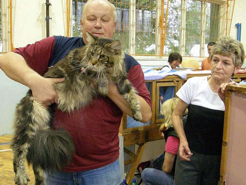 V sobotu tělocvičnu 4. základní školy v J. Hradci ovládly ušlechtilé kočky. 