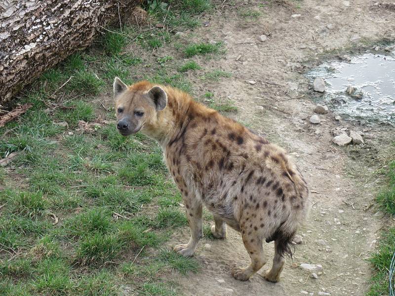 Velikonoce v Zoo Na Hrádečku.