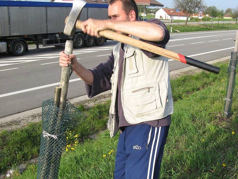 Dobrovolní hasiči ve Stráži nad Nežárkou také zachraňovali desítky stomů poničených neznámým vandalem okolo nového obchvatu. 