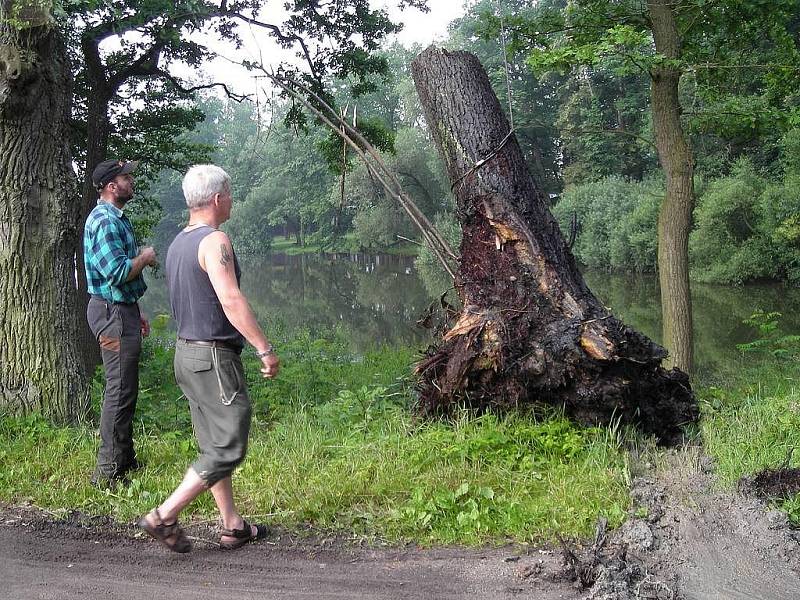 Třeboňští rybáři odstraňovali z rybníka Svět u bezpečnostního přelivu spadlý strom. 