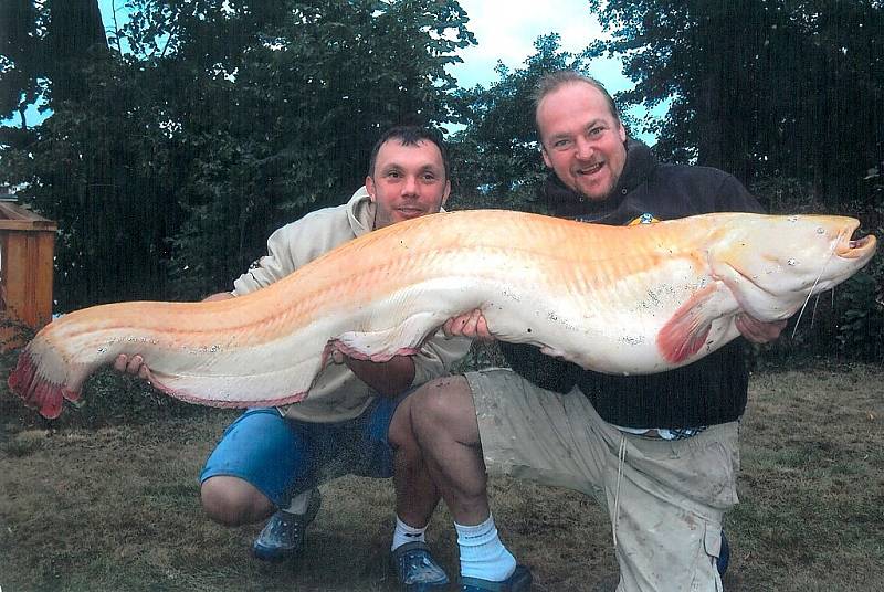SUMEC. Délka 187 centimetrů, váha 45 kilogramů, nástraha bělice, uloven na Vajgaru, rybáři Vladimír Emr (vlevo) a Václav Schöner.