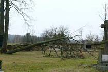 Pohled na větrem vyvrácená strom na hřbitově ve Starém Městě pod Landštejnem.