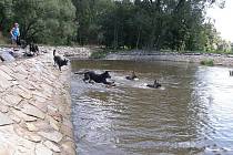 V současné době řeka Dyje na Dačicku tak idilicky jako vlouni touto dobou nevypadá. 