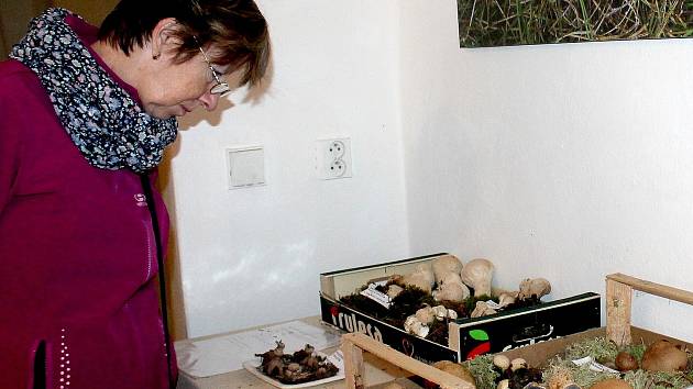 Na výstavě hub v Třeboni je k vidění na dvě stě druhů.