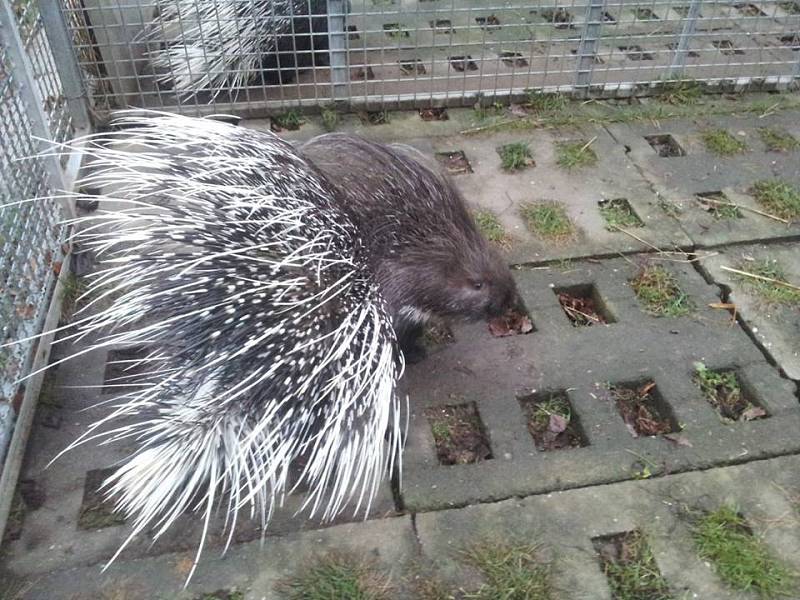 Dikobraz v Zooparku Na Hrádečku.