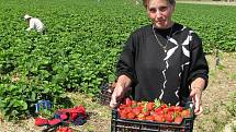 Zájemců o vlastnoruční sbírání jahod je v Dolní Pěně skutečně hodně. 