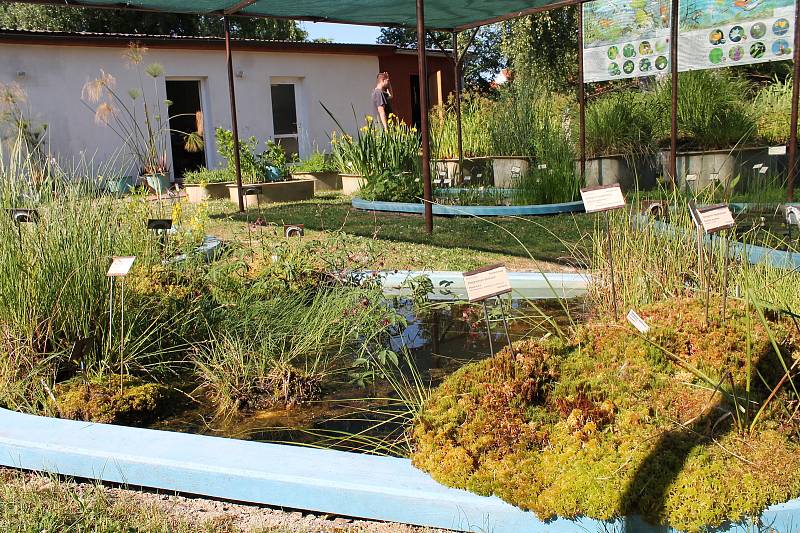 Skleníková výstava Vodní a masožravé rostliny z celého světa v Botanické zahradě Třeboň.