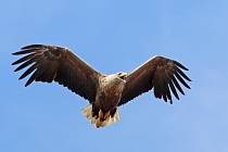 Zoologové odhadují, že na Třeboňsku hnízdí dvacet párů orla mořského.