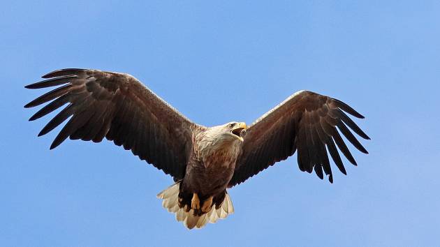 Zoologové odhadují, že na Třeboňsku hnízdí dvacet párů orla mořského.