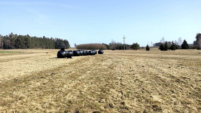 Slunečné dny "postrčily" směrem k jaru přírodu i v chráněném území přírodní památky Matenský rybník u Jindřichova Hradce.