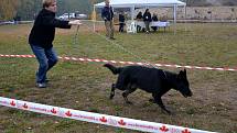 Kynologický klub v Jindřichově Hradci v sobotu pořádal Krajskou speciální výstavu německých ovčáků, kde se sešlo na pět desítek předváděných zvířat.