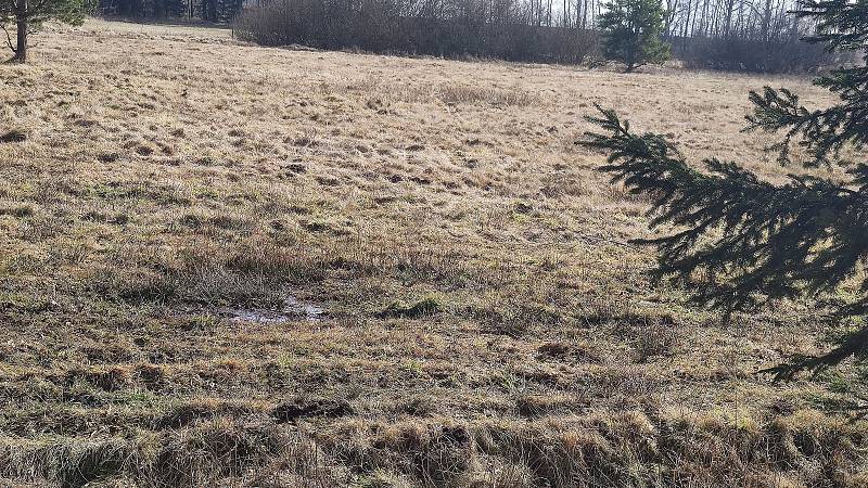 Slunečné dny "postrčily" směrem k jaru přírodu i v chráněném území přírodní památky Matenský rybník u Jindřichova Hradce.