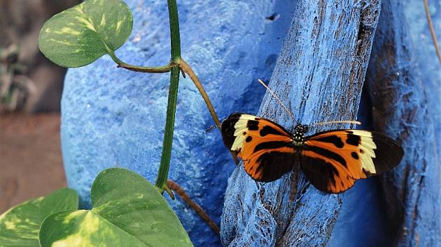 Na Lipně pěstují i exotické rostliny a hlavně nádherné motýly
