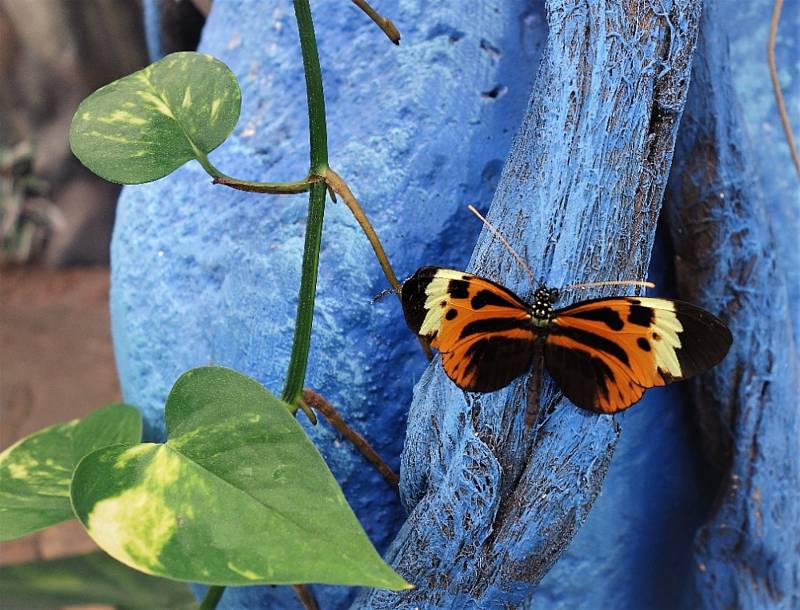 Na Lipně pěstují i exotické rostliny a hlavně nádherné motýly