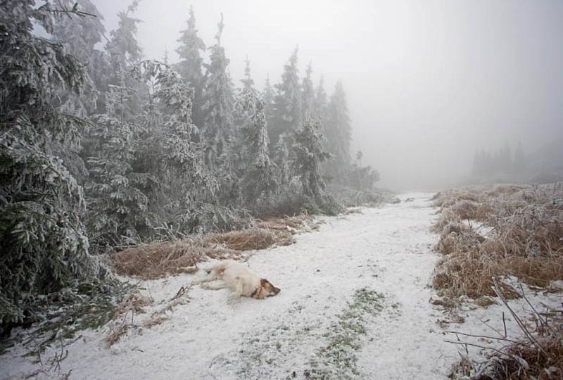 Jediní, kdo si teď počasí spojené s námrazou užívají, jsou asi psi. Pohled na ledem obtěžkané stromy na Javořici. 