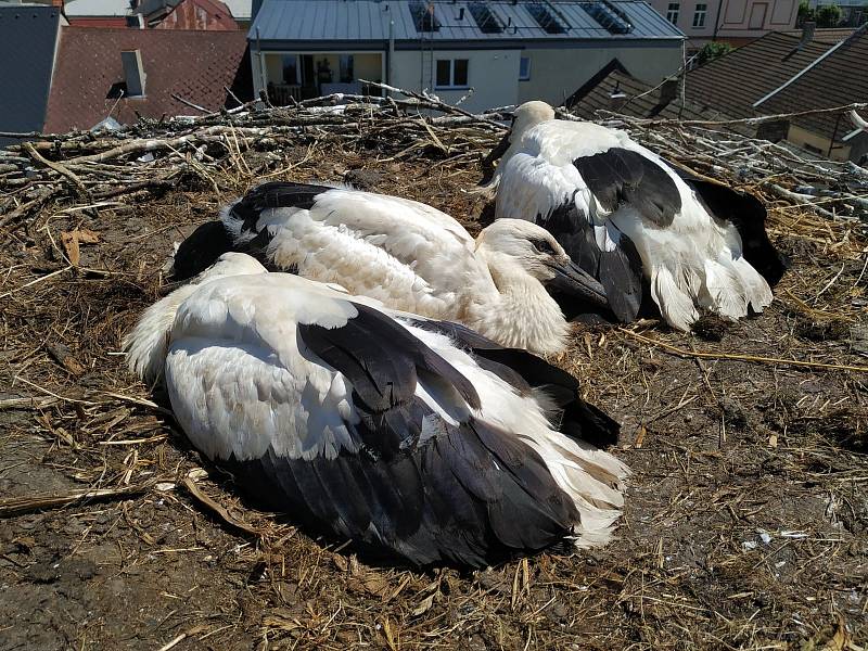 Na Jindřichohradecku ornitologové letos okroužkovali 24 čápat.