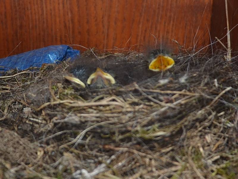 Boudu na nářadí na jindřichohradeckém kynologickém cvičišti obydleli malí opeřenci.