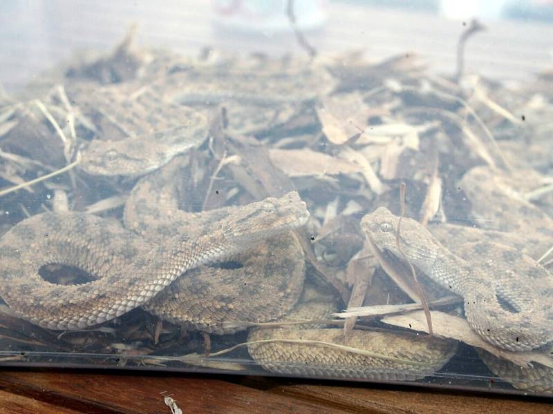 Zadržený náklad pašeráků v Českých Velenicích obsahoval chráněné zmije rohaté a trnorepy zdobené.