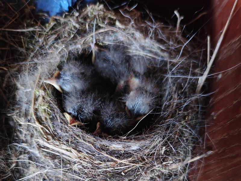 Boudu na nářadí na jindřichohradeckém kynologickém cvičišti obydleli malí opeřenci.