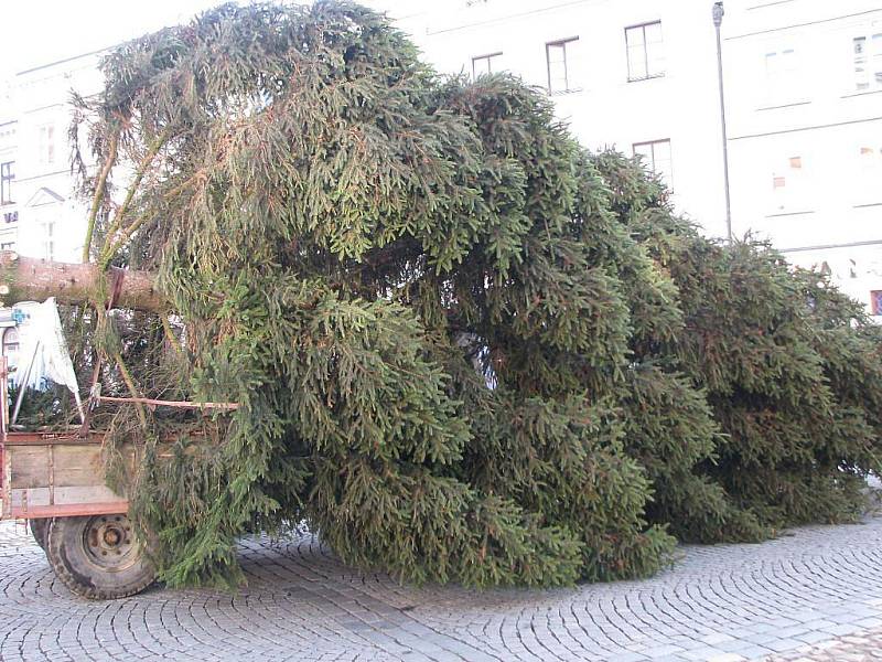 Stavění vánočního stromu na jindřichohradeckém náměstí Míru. 