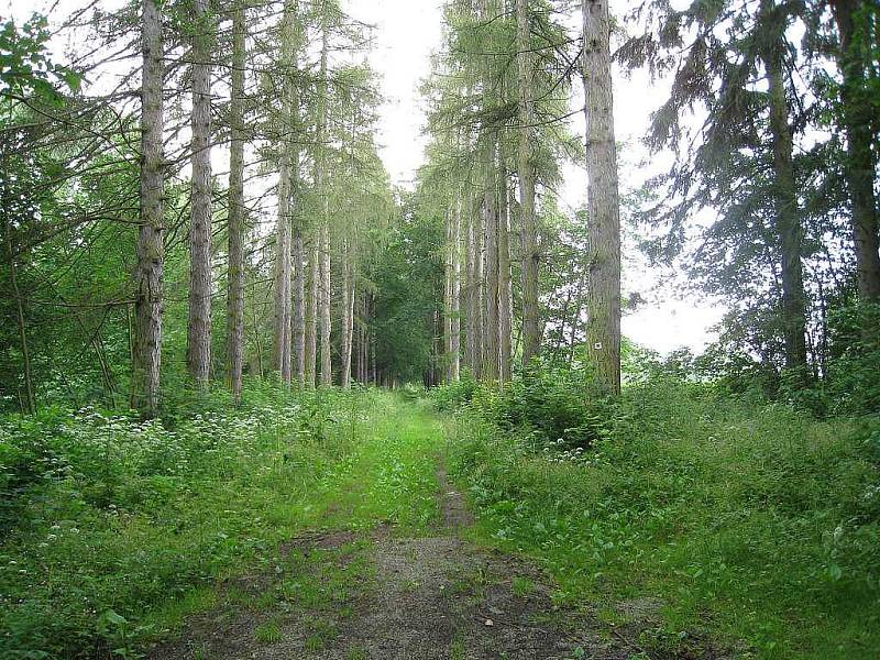 Ruina zámku v Maříži a zámecký park.