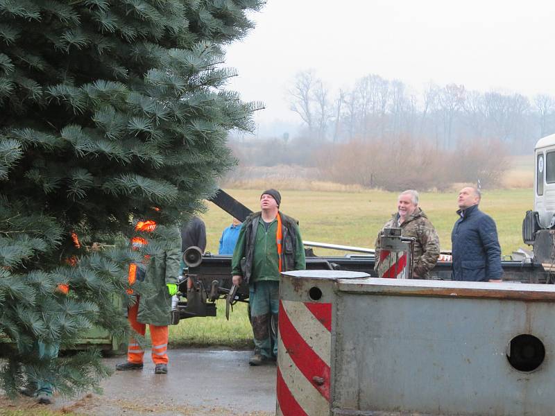 Dvanáctimetrová jedle ojíněná putovala v pondělí 22. listopadu z Mnichu u Kardašovy Řečice do centra Jindřichova Hradce. Ozdobí ji dvoukilometrový světelný řetěz.