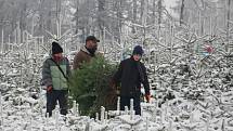 Rodinná plantáž s vánočními stromky několika druhů je otevřená od soboty 11. prosince denně. Zájemci si zde u Smetanových mohou vybrat vždy od 9 do 12 a od 13 do 16 hodin.